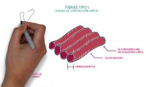 Tipos de fibras musculares [upl. by Hanikehs]