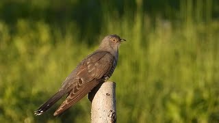 Ptice Hrvatske  Kukavica mužjak Cuculus canorus Birds of Croatia  Cuckoo male 13 [upl. by Ecneitap709]