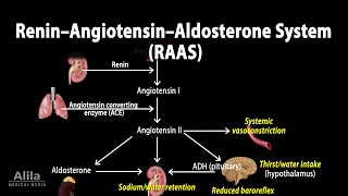 The Renin–Angiotensin–Aldosterone System RAAS Animation [upl. by Melda]