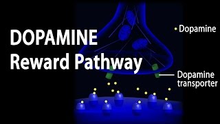 Neuroscience Basics Dopamine Reward Pathway Animation [upl. by Andras]