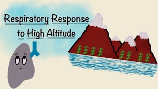 Respiratory Response To High Altitude  Acclimatization Physiology  Respiratory Physiology [upl. by Euginimod]