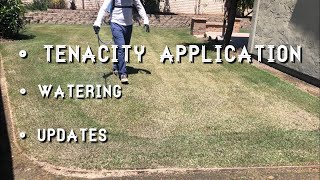 Lawn Rejuvenation Part 3of4  Tenacity Herbicide Application [upl. by Ahsekin]