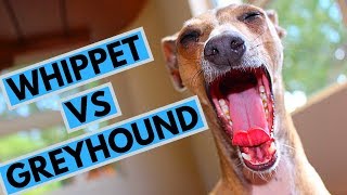 Whippet vs Greyhound  Choosing a Puppy [upl. by Ttimme662]