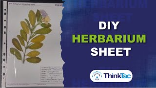 DIY Herbarium Sheet  ThinkTac  Science Experiment [upl. by Ialocin]