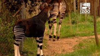 Okapi Calf First Time Outside  Cincinnati Zoo [upl. by Dyan]