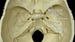 Cranial Foramina  Mnemonic Phrase [upl. by Esenaj]