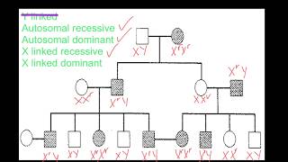 Pedigree Analysis [upl. by Kired811]