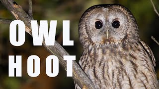 Tawny OWL call at night bird sounds and noises [upl. by Gertie]