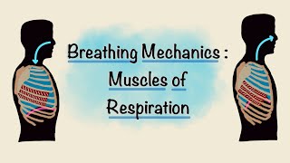 Muscles of Respiration  Breathing Mechanics  Respiratory Physiology [upl. by Acissehc]