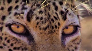 NailBiting Leopard Moments  Top 5  BBC Earth [upl. by Nohsav514]