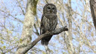 Barred Owl Hooting HD [upl. by Kurys]