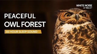 Peaceful Owl Forest Sleep Sound  10 Hours  Black Screen [upl. by Nnyllaf]