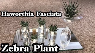 HAWORTHIA FASCIATA ZEBRA PLANT [upl. by Aiekat299]