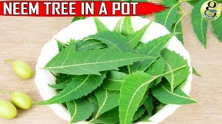 NEEM TREE IN POT CARE and GROWTH TIPS on Neem Plant at Home [upl. by Ehtyaf]