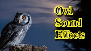 Owl Sound Effects [upl. by Camile]