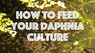 How To Feed Your Daphnia Culture [upl. by Eelidnarb]