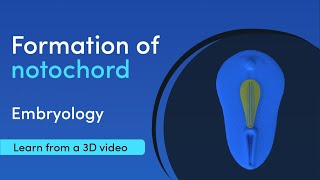 Notochord Formation  Best 3D Medical learning App  MediMagic [upl. by Berri]