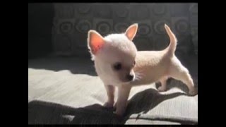 Teacup Chihuahuas for sale [upl. by Aekerly380]