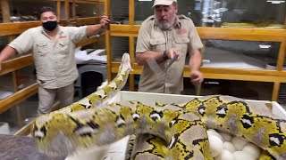 20 FOOT PYTHON SNAKE STRIKE at Prehistoric Pets [upl. by Ahsenwahs]