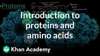 Introduction to proteins and amino acids  High school biology  Khan Academy [upl. by Melena547]