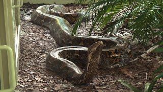 Giant 19 Foot 200 Pound Reticulated Python at Naples Zoo [upl. by Euphemie82]