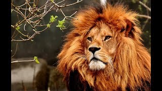 Características del León  El Gran Felino de África [upl. by Auqinot173]