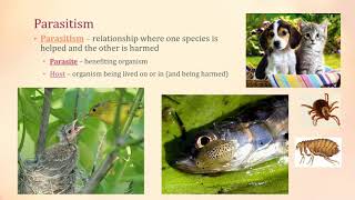 Symbiosis  Mutualism Parasitism Commensalism [upl. by Cyn]