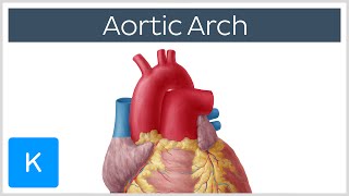 Aortic Arch Anatomy Branches Function amp Definition  Kenhub [upl. by Hobard]