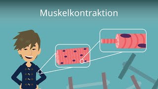 Muskelkontraktion einfach erklärt [upl. by Netsrijk]