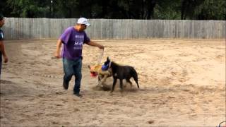 Training Greyhounds to Race [upl. by Aidroc]