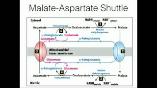 MalateAspartate Shuttle Mitochondrial NADH Transport [upl. by Pen]