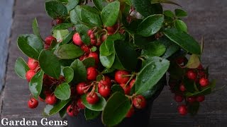 Gaultheria procumbens Wintergreen [upl. by Iahc89]