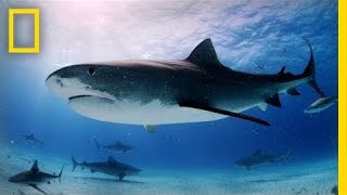 Tiger Sharks Swimming With an Awesome Predator  National Geographic [upl. by Ferro]