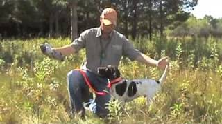 Free Hunting Dog Training Videos  Willow Creek Kennels  Positive Reinforcement Training [upl. by Nwahsem]