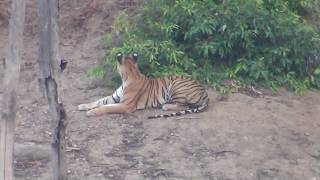 Live Tiger hunting a deer in Pench Wildlife Sanctuary India [upl. by Otina]