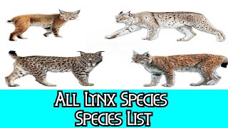 All Lynx Species  Species List [upl. by Coyle119]