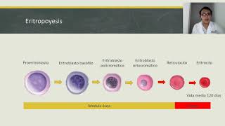 HEMATOPOYESIS [upl. by Esyla697]