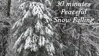 Silent Snow Falling in Real Winter Forest Relaxing Background Video [upl. by Koerlin236]