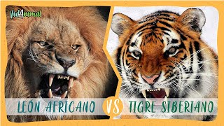 LEON AFRICANO vs TIGRE SIBERIANO ¿Cuál ganaría [upl. by Xirdnek]