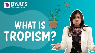 Tropic Movements In Plants  Tropism [upl. by Aketahs]