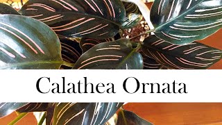 Calathea Ornata Addys Tips for Beginners Pinstripe Calathea [upl. by Princess]