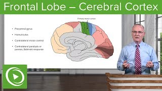 Frontal Lobe – Cerebral Cortex  Lecturio [upl. by Asilam]