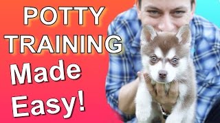 How to Potty Train your Puppy EASILY Everything you need to know [upl. by Colman349]