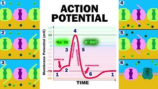 THE ACTION POTENTIAL [upl. by Bailie]