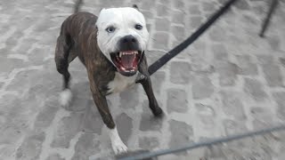 Pitbull Attack aggresive pitbull terrier Tiger [upl. by Boles]