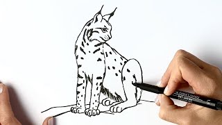 How to draw a lynx cat [upl. by Nyar]