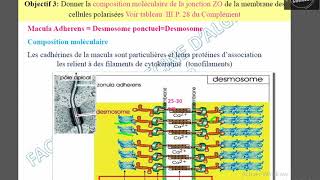 Macula adherens [upl. by Enined]