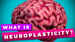 Neuroplasticity and learning explained [upl. by Noxaj]