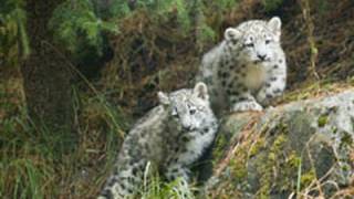 Snow Leopard KITTENS [upl. by Ahsekyw]