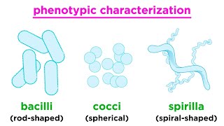 Taxonomy of Bacteria Identification and Classification [upl. by Adella]